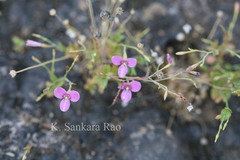 Canscora diffusa